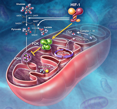 auksisi-metavolismou-1